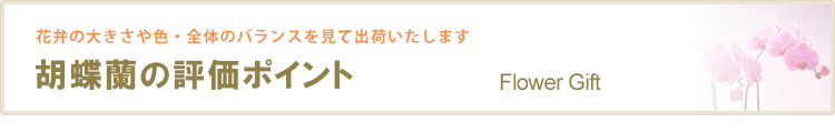 胡蝶蘭の評価ポイント