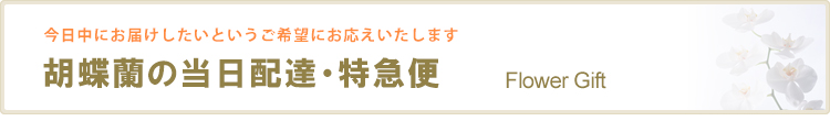 胡蝶蘭の当日配達・特急便