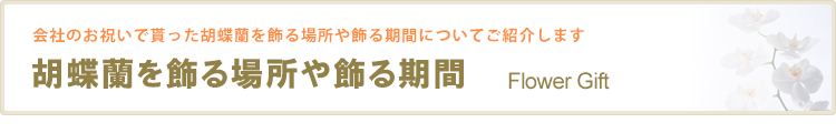 胡蝶蘭を飾る場所と飾る期間