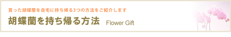 胡蝶蘭を貰った方向け 鉢植えを持ち帰る方法をご紹介 胡蝶蘭園 Com