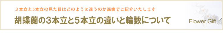 胡蝶蘭の3本立と5本立の違い【サイズ比較画像でご紹介】