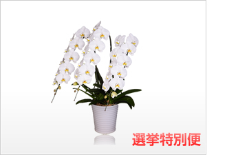 スペリオール胡蝶蘭3本立（白）