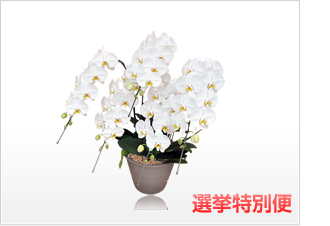 プレミアム胡蝶蘭5本立（白）