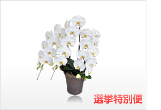プレミアム胡蝶蘭3本立（白）