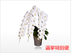 インペリアル胡蝶蘭3本立（白）