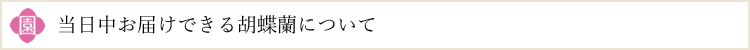 当日中にお届けできる胡蝶蘭について