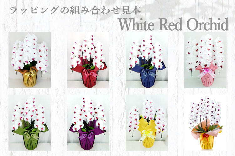 白赤リップ胡蝶蘭とラッピングの組み合わせ見本