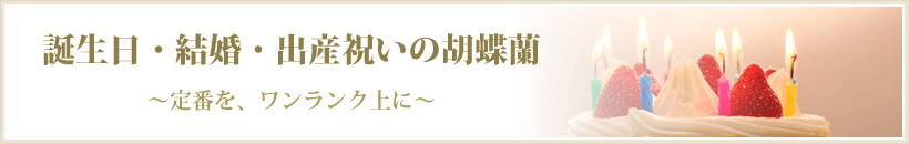 誕生日・結婚・出産祝いの胡蝶蘭