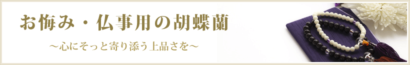 お悔やみ・仏事用の胡蝶蘭