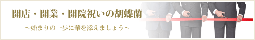 開店・開業・開院祝いの胡蝶蘭