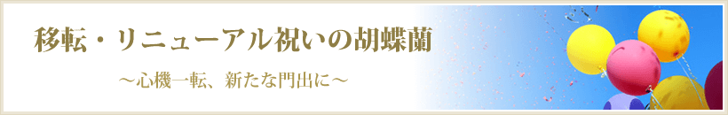 移転・リニューアル祝いの胡蝶蘭